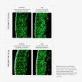 serum-pondi-karta-produktu-06.webp