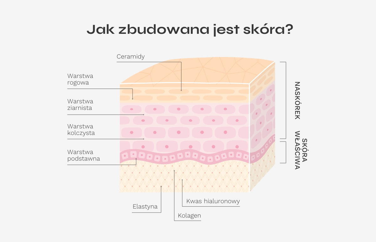 Budowa skóry